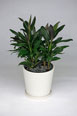 Cordyline Glauca