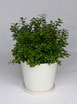 Pittosporum Golfball